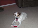 What Kind Of Dog Are You