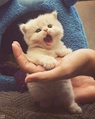 Kedici Misin? Köpekçi Mi?