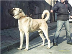 Size En Uygun Köpek Hangisi?
