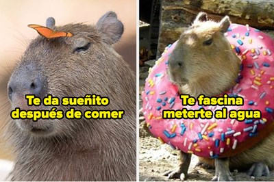Que Capibara Eres??