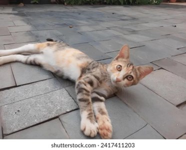 Apa kucing yang cocok dengan anda