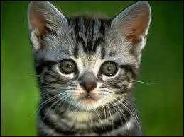 Est-Tu Chien Ou Chat?