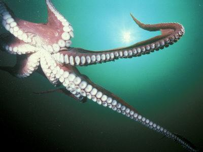 What Sea Creature Are You?