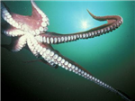 What Sea Creature Are You?