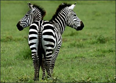 What Type Of African Animal Are You???