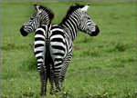 What Type Of African Animal Are You???