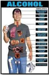 How Many Percent Alcohal In Ur Body