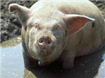 Porc Ou Chaton