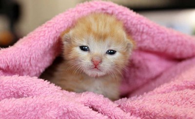 Meow Miau Test