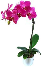 las flores son tan hermosas como