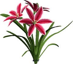 las flores son tan hermosas como