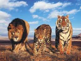 ¿Que Animal Eres?