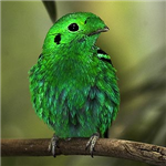 Green Gift Giver!