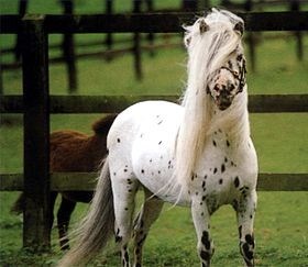 Quel Cheval Est Fait Pour Toi
