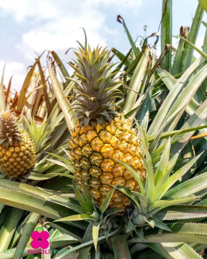 Jaký jsi ovoce?🍎🍒🍓🍍🥭