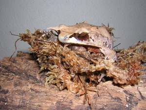 What Kind Of Frog Are You?