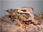What Kind Of Frog Are You?