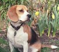 What Pet Is The Most Popular