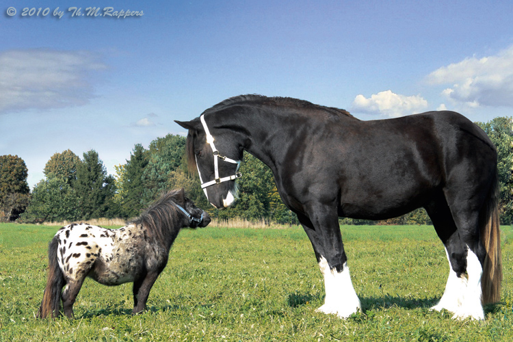 Quelle Race De Cheval Est Tu ?:3