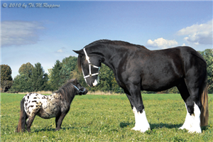 Quelle Race De Cheval Est Tu ?:3
