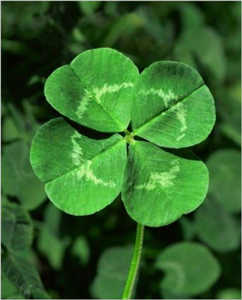 Are You Lucky Or Unlucky Today?)