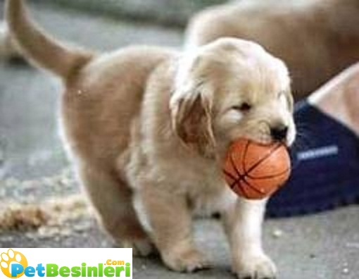 Bu Hangi Köpek Sana Uygun?
