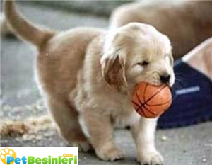 Bu Hangi Köpek Sana Uygun?