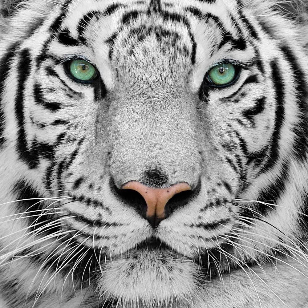 ¿Qué Animal Eres?