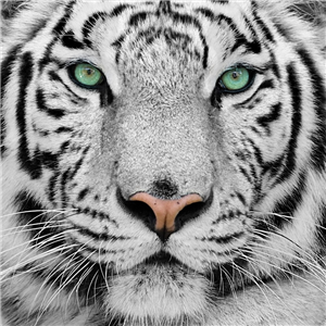 ¿Qué Animal Eres?