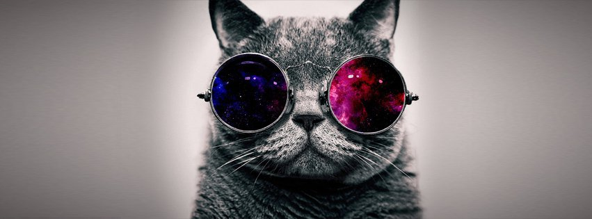 ¿Eres Mas Perro O Gato?