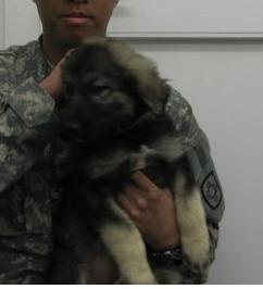 New Hab Puppy Needs A Name!
