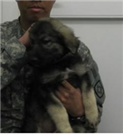 New Hab Puppy Needs A Name!
