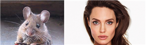 Nisa Mısın Angelina Jolie Mi?