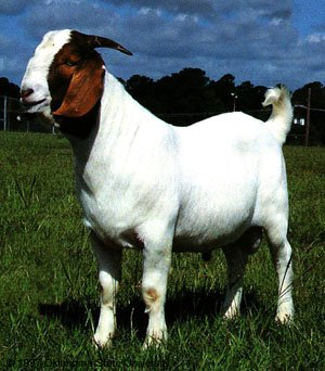 What Kind Of Goat Are You??