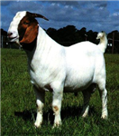 What Kind Of Goat Are You??