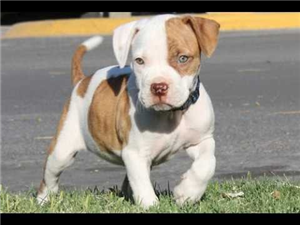 Hangi Köpek Sana Yakışır ?
