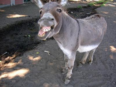 How Jackass Are You Today ?