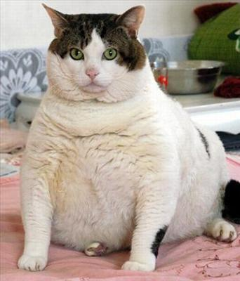 Are U Fat