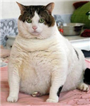 Are U Fat