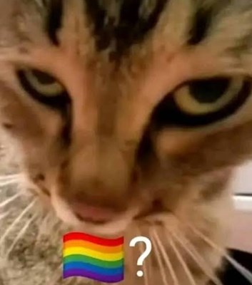 Apakah kamu LGBT??