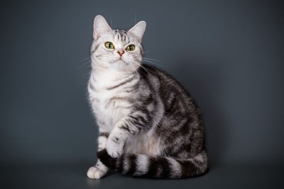 Seberapa Sabar Anda Dengan Kucing Anda