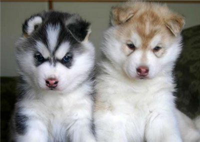 YAVRU HUSKY