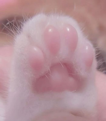  pecinta kucing