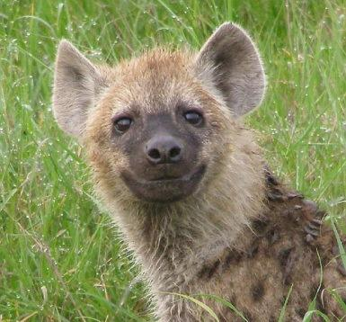 What Animal Are You? 