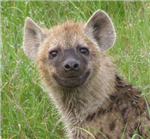 What Animal Are You? 