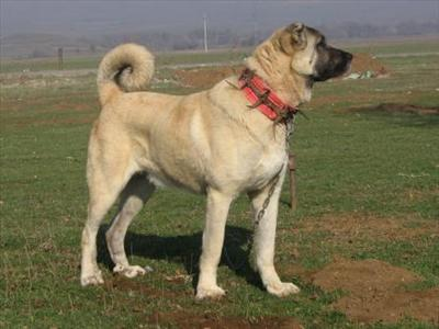 Size En Uygun Köpek