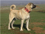 Size En Uygun Köpek