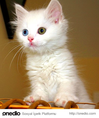 Hangi Kedi Sana Yakışır?