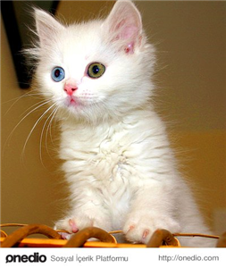 Hangi Kedi Sana Yakışır?