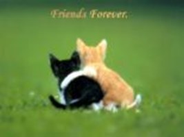 Who Is Your True Friend